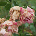 Withered Roses by selkie
