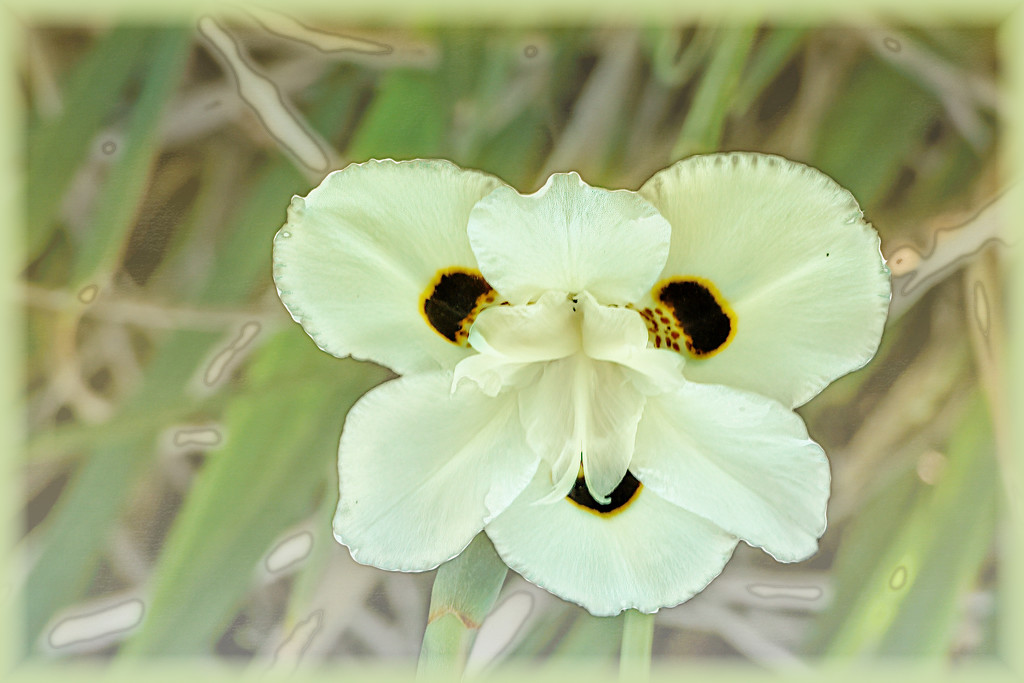 Dietes bicolour  by ludwigsdiana
