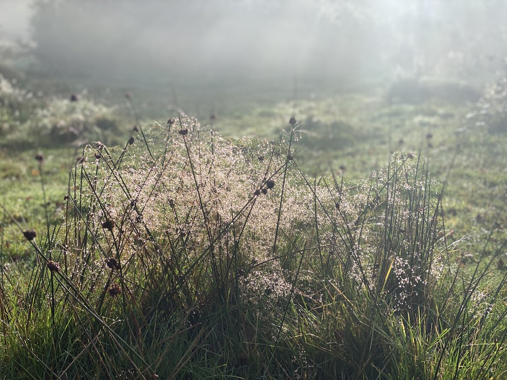 Misty morning walk by tinley23