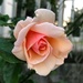 Perfect rose by congaree