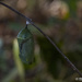 monarch chrysalis by koalagardens