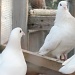 Huge Doves on Valentine's Day by cheriseinsocal
