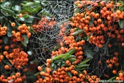 27th Nov 2020 - Such a lot of webs