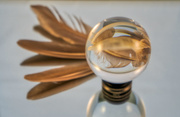 27th Nov 2020 - Golden Feathers