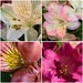 All 4 blossoms together by shutterbug49