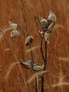 27th Nov 2020 - milkweed in the tall prairie grass