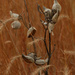 milkweed in the tall prairie grass by rminer