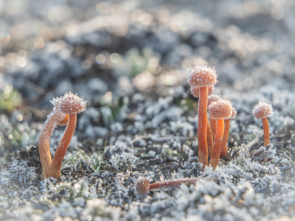 Tiny mushrooms by haskar