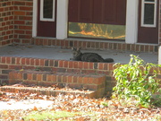 27th Nov 2020 - Cat on Porch 
