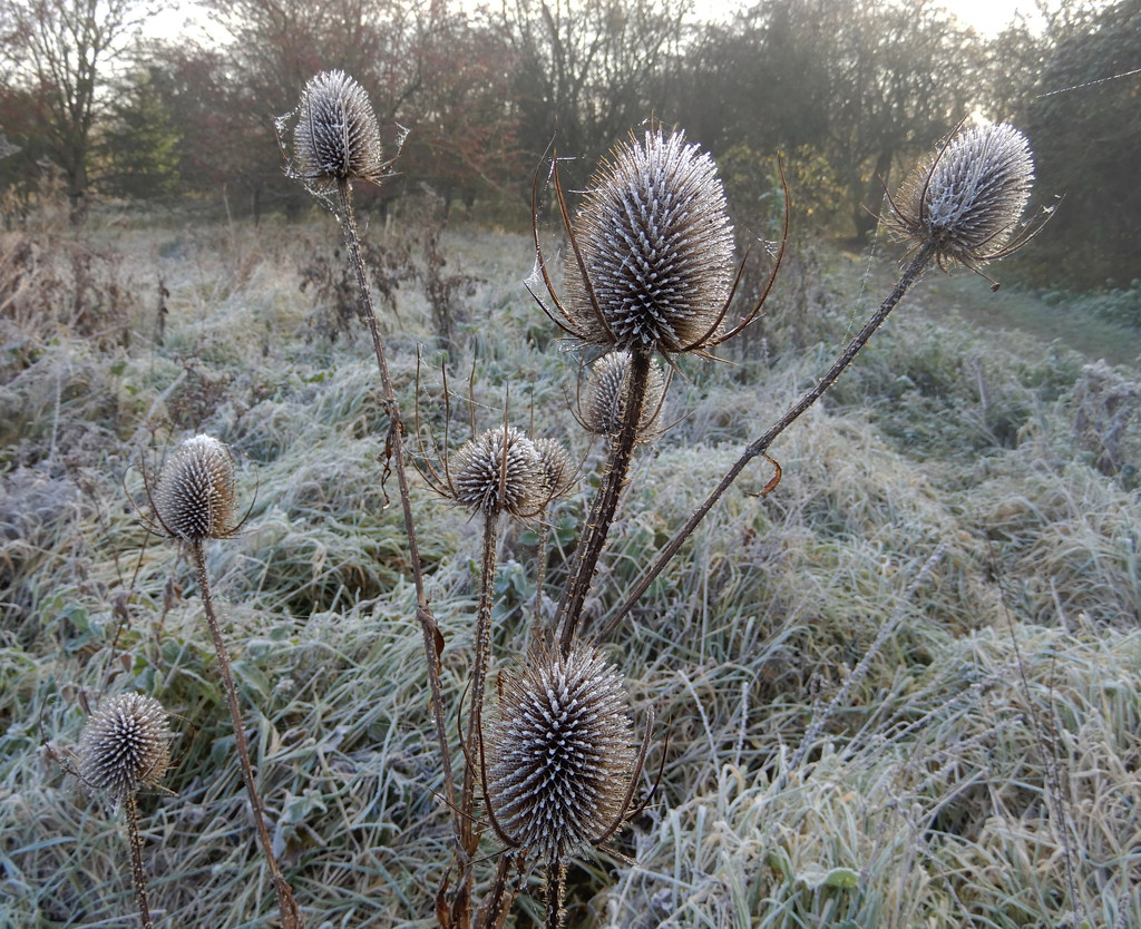 Frosty teasels by busylady