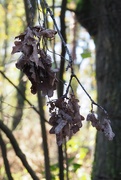 26th Nov 2020 - Oak leaves...in decline