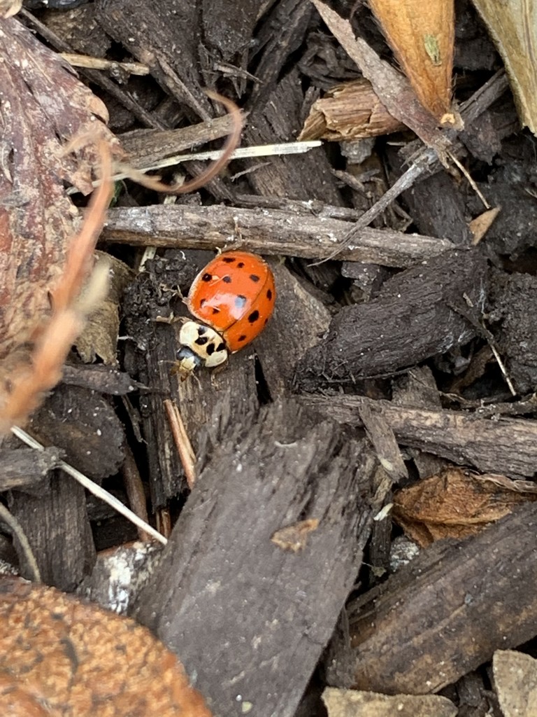 Little Ladybug by kimhearn