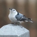 White-breasted Nuthatch by paintdipper