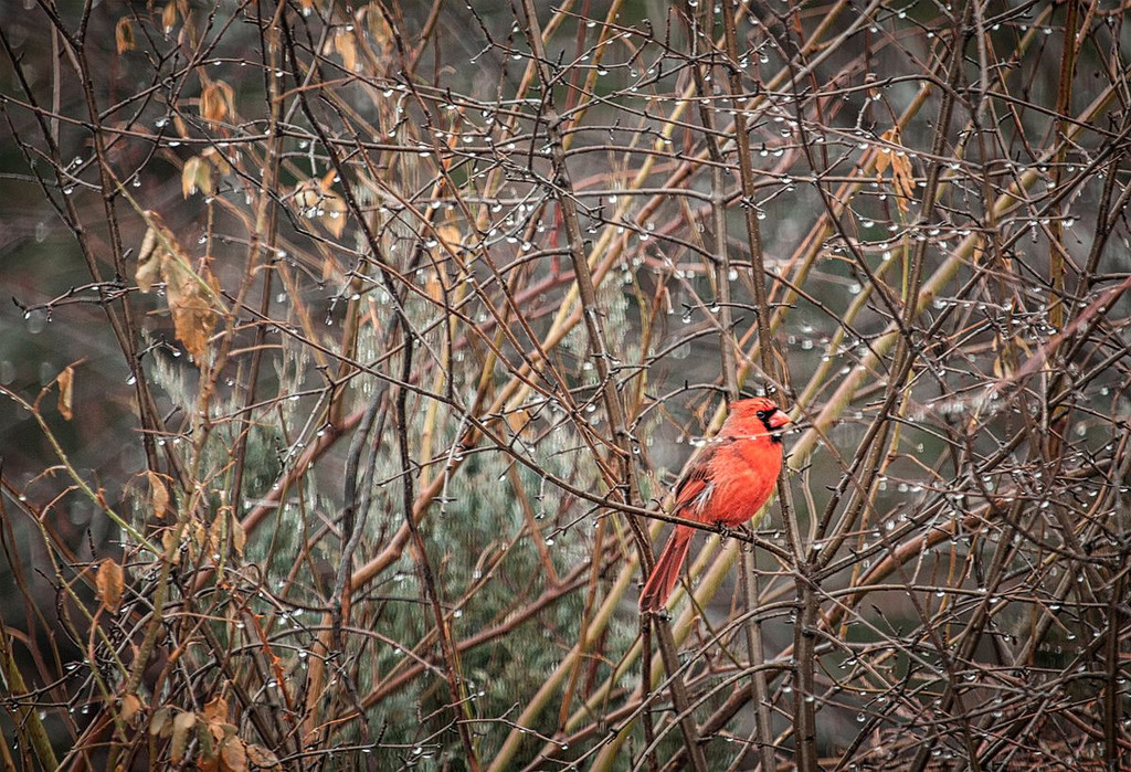 Cardinal in Rainy Day Bush by gardencat