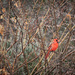 Cardinal in Rainy Day Bush by gardencat