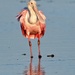 Roseate Spoonbill by photographycrazy