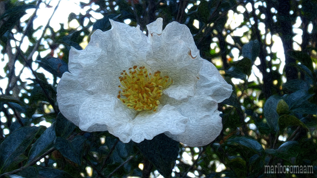 Painted white camellia... by marlboromaam