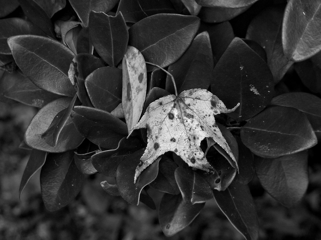 Sweetgum tree leaf... by marlboromaam