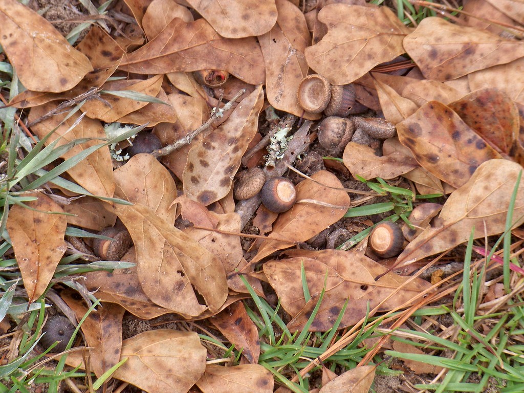 Water oak leaves and acorns... by marlboromaam