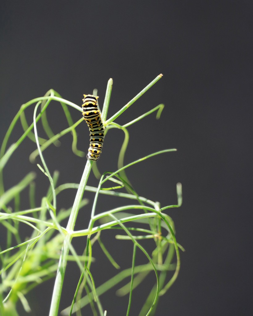 September 6: Caterpillar on Fennel by daisymiller