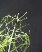 6th Sep 2020 - September 6: Caterpillar on Fennel