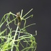 September 6: Caterpillar on Fennel by daisymiller
