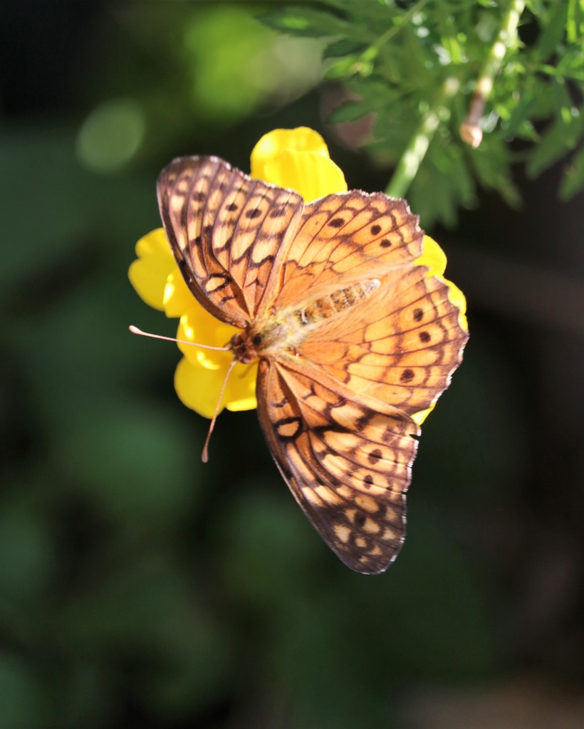Butterfly on Marigold by daisymiller