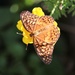 Butterfly on Marigold by daisymiller