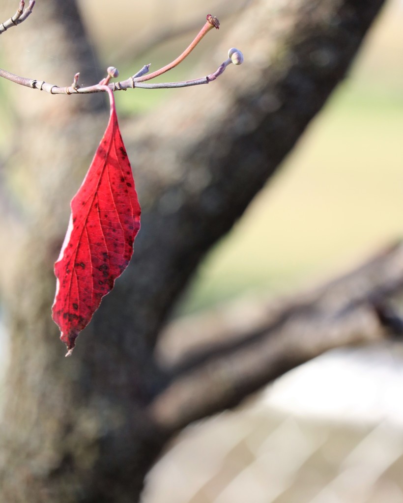 November 27: Dogwood Leaf by daisymiller