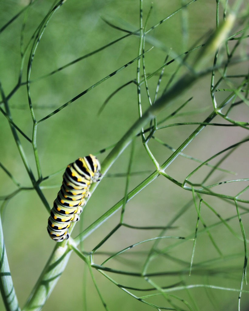 September 8: Caterpillar on fennel 2 by daisymiller