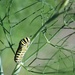 September 8: Caterpillar on fennel 2 by daisymiller