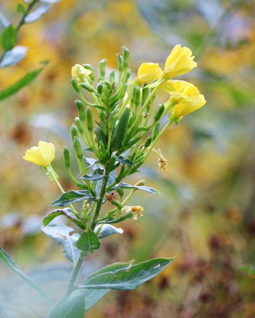 September 9: Tall Yellow Primrose by daisymiller