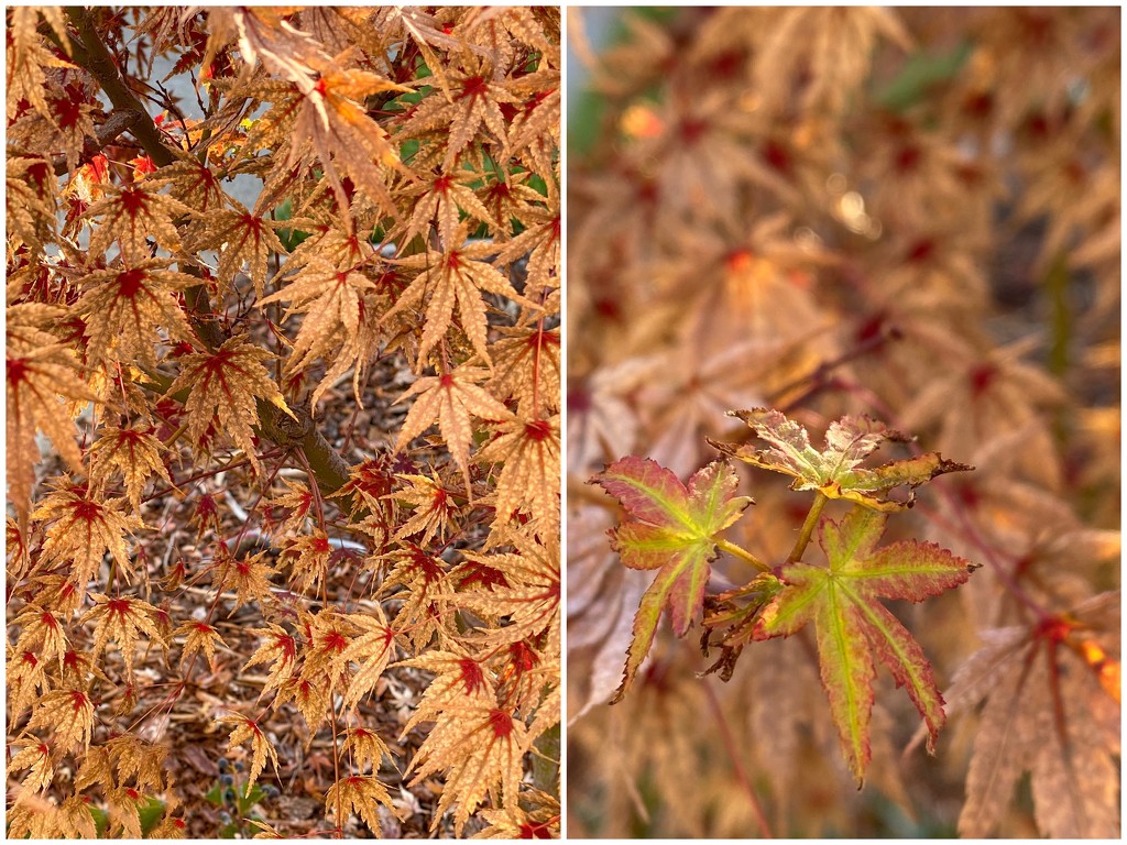 Japanese maple is confused by thedarkroom