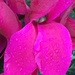 Cyclamen Flower by cataylor41