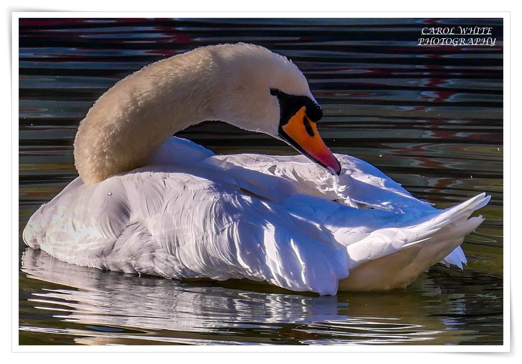 Preening by carolmw