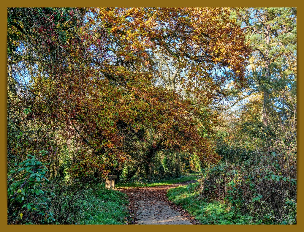 Woodland Path by carolmw