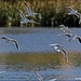 Flock of gulls by rosiekind