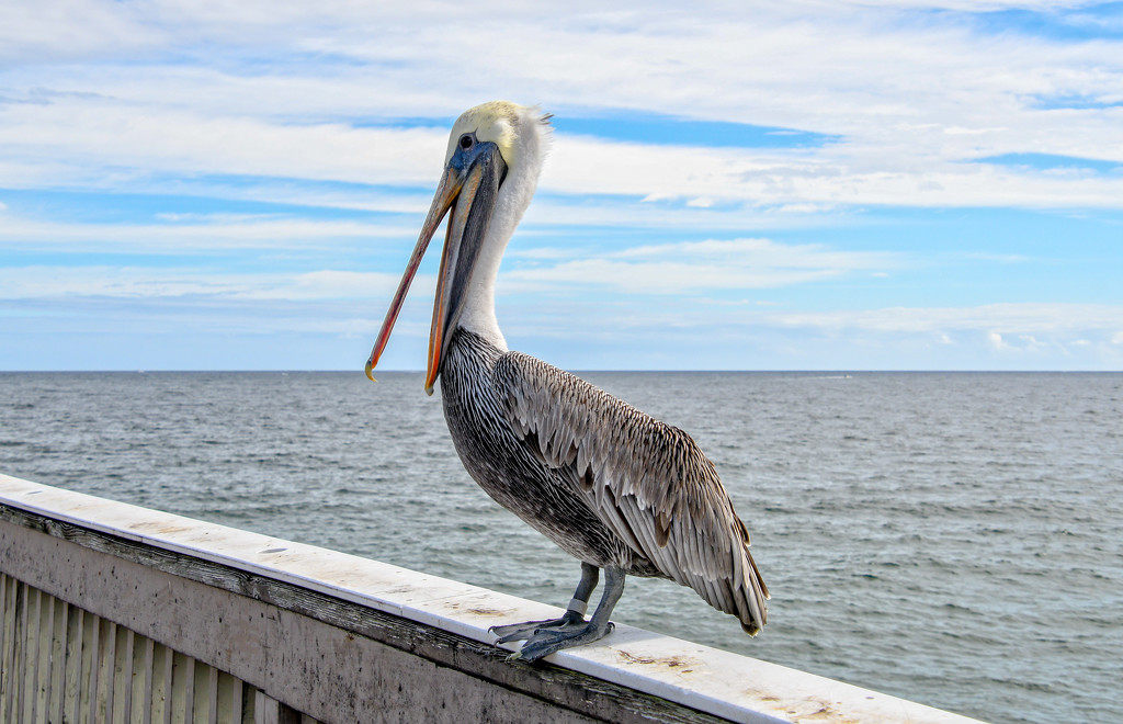 Do Pelicans Talk? by danette