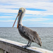 Do Pelicans Talk? by danette