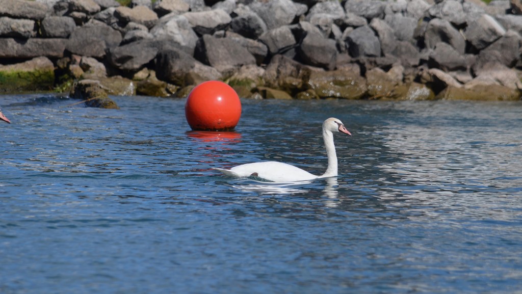 Mute Swan water polo by corktownmum