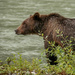 Grizzly Bear by shepherdmanswife