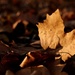 Les feuilles mortes (2) by vincent24