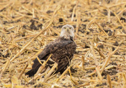 25th Nov 2020 - Young Eagle in an Old Cornfield