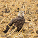 Young Eagle in an Old Cornfield by kareenking
