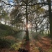 Autumn Woodland by shepherdman