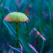 mushroom 2 by francoise