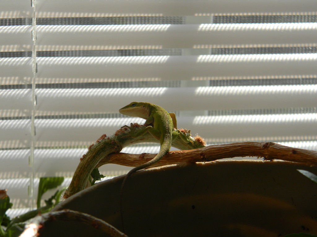 Lizard on Plant by sfeldphotos