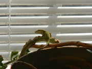 28th Nov 2020 - Lizard on Plant