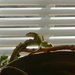 Lizard on Plant by sfeldphotos