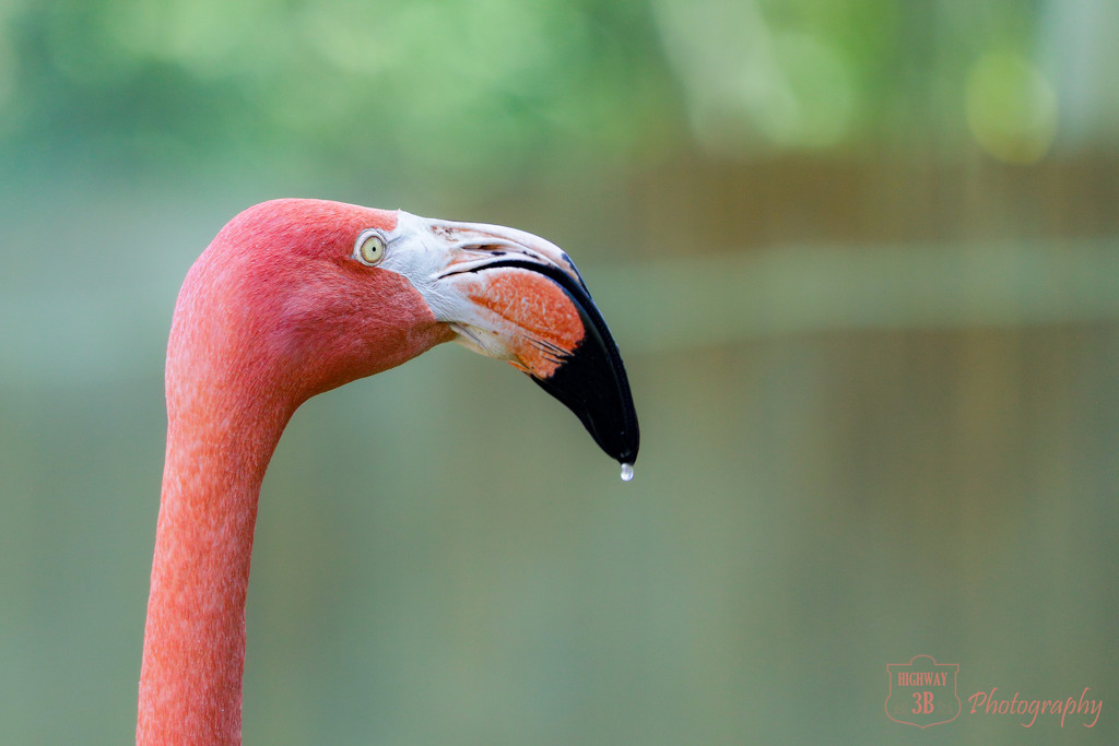 Drippy Flamingo by jawere